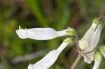 Eastern whiteflower beardtongue